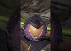 Enlace a Una serpiente engullendo un huevo de gallina