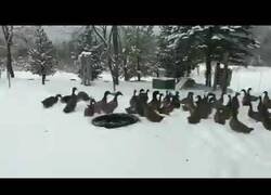 Enlace a Patos cambiando de opinión