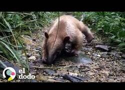 Enlace a Así es cuidar de un oso hormiguero bebé