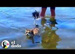 Enlace a El gato al que le encantaba el océano