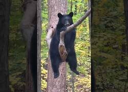 Enlace a Tan solo un oso subido a un árbol