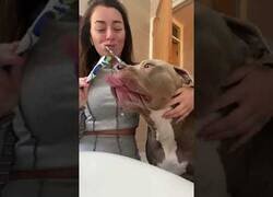 Enlace a El perro con más higiene que muchos humanos