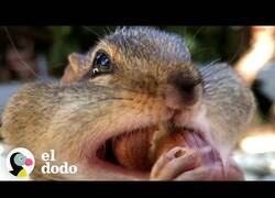 Enlace a El chico que era amigo de 14 ardillas