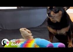 Enlace a Este perro es el mejor amigo de un dragón