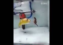 Enlace a El pez que no tenía rival