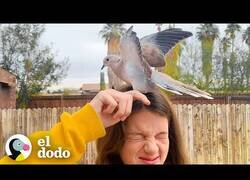 Enlace a La paloma que se acuerda de la familia que la rescató