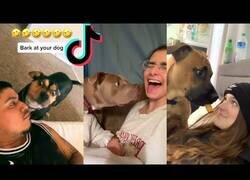 Enlace a ¿Qué pasa si ladras a tu perro?
