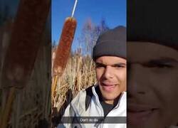 Enlace a Cuando olvidas que eso no es un Hot Dog