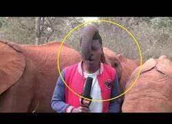 Enlace a Bebé elefante interrumpe a un reportero de televisión en directo