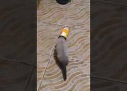 Enlace a Un gatito se queda con la cabeza atascada en una lata