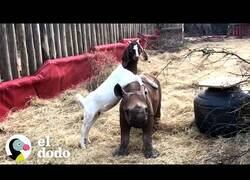 Enlace a Así es cuidar de un pequeño rinoceronte
