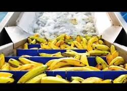 Enlace a Máquinas de alimentos y procesos de procesamiento