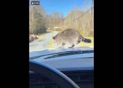 Enlace a Un tejón decide abandonar esta vida