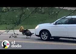 Enlace a El pavo que odiaba a los coches