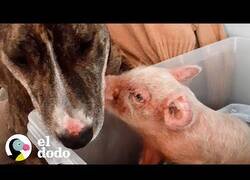 Enlace a El cerdito que creía ser un perro