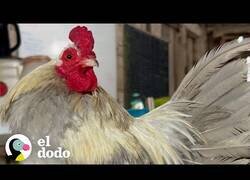 Enlace a Así es tener un gallo como mascota