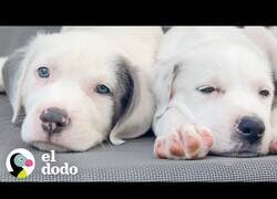 Enlace a Así es criar a 16 cachorros