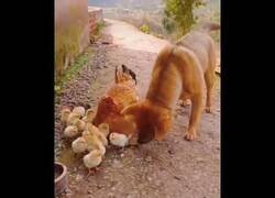 Enlace a Gallina defiende a sus polluelos del brutal ataque de un perro