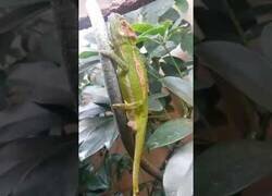 Enlace a ¿Habías visto alguna vez a un camaleón dando a luz?