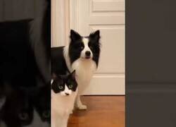 Enlace a Este perro y este gato son gemelos