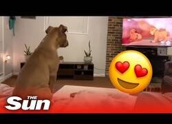 Enlace a Perro se emociona con la escena más triste de El Rey León