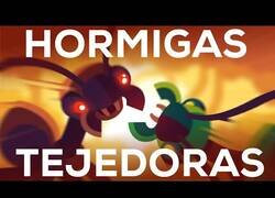 Enlace a El reino de las hormigas tejedoras