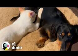 Enlace a Este gatito es amamantado por un perro salchicha