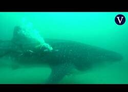 Enlace a Buzos rescatan a un tiburón ballena atrapado en una red en Ceuta