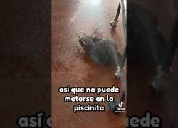 Enlace a Las palomas no son sucias