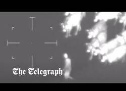 Enlace a Delincuente a la fuga es detectado por la policía gracias a unas vacas que le perseguían