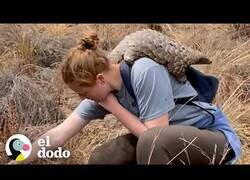 Enlace a Así es cuidar de un pangolín rescatado