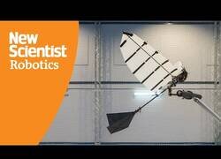 Enlace a El curioso sistema de aterrizaje de este pájaro robot