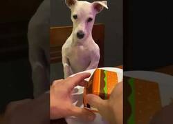 Enlace a El perro que sufrió una injusticia en el McDonald's