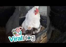 Enlace a Los gatitos se refugian del frío