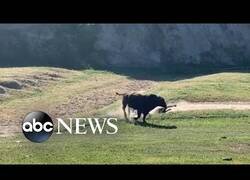 Enlace a Si vas en bici, no te acerques a los toros