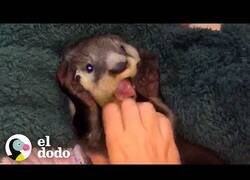 Enlace a Así es cuidar de una nutria bebé