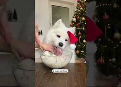 Enlace a La receta de este perro para hacer galletas navideñas