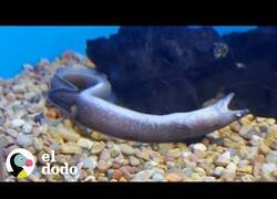 Enlace a Rescatando y cuidando a una anguila