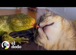 Enlace a Esta gatita y este lagarto son como hermanos