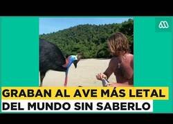Enlace a Graban al ave más peligrosa del mundo sin saberlo
