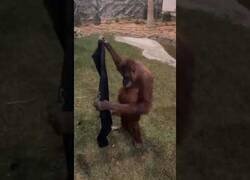 Enlace a Un orangután le quita la chaqueta a un hombre y se la pone