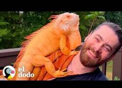 Enlace a El mejor amigo de este chico es un Dragón naranja ciego