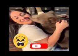 Enlace a Qué mono el osezno...