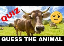 Enlace a ¿Puedes adivinar el nombre de estos animales en inglés?
