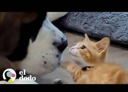 Enlace a Gatito es rescatado justo a tiempo de un barril de agua