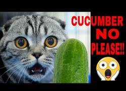 Enlace a Mira cómo los gatos reaccionan a los pepinos