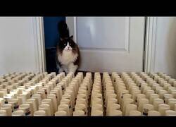 Enlace a Un día te despiertas y dices, vamos a joder al gato