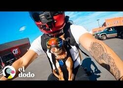 Enlace a Los chihuahuas que adoraban ir en moto
