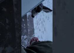 Enlace a Compartiendo merienda con un ciervo