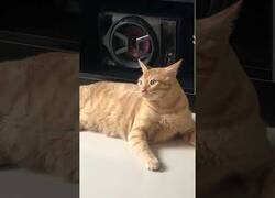 Enlace a La extraña reacción de este gato al sonido de la cinta adhesiva